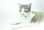 Cute Cat Portrait Wearing A Securitiy Collar In Relaxing Time Stock Photo