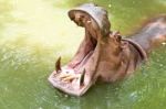 Hippopotamus Stock Photo