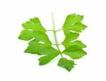 Celery Isolated On The White Background Stock Photo