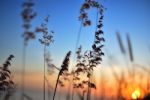 Flower Grass Stock Photo