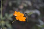 Hummingbird In Flight On A Flower Stock Photo