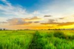 Landscape Of Cornfield And Green Field With Sunset On The Farm Stock Photo