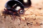 Chrysolina Bankii Insect Stock Photo