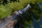 Fuengirola, Andalucia/spain - July 4 : Tomistoma (tomistoma Schl Stock Photo