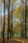 Monza, Italy/uk - October 28 : Autumn Colours In Parco Di Monza Stock Photo