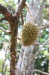 Baby Durian Stock Photo