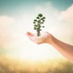 Hands Of Little Girl Holding Bonsai Tree Stock Photo