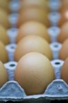 Egg Stock Photo