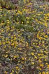 Diverse Spring Flora Of Sagres Stock Photo