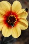 Bees And Dahlia Stock Photo