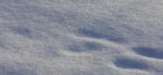 Beautiful Isoalted Picture Of A Sunny White Snow With The Footprints Stock Photo