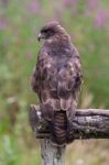 Golden Eagle (aquila Chrysaetos) Stock Photo