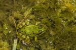 Edible Frog (pelophylax Esculentus) Stock Photo