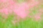 Blurred Pink Floral Field Background. Blurred Nature Background Stock Photo