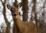 Beautiful Background With A Cute Deer In The Forest Stock Photo