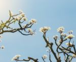 Plumeria On The Plumeria Tree, Vintage Filter Effect Pink Plumer Stock Photo