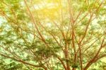 Tree Branches Of Growing Stock Photo