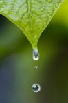 Water Drops In Rainy Day Stock Photo