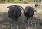 Water Buffallo Stock Photo