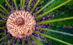 Close Up Of A Thorny Plant Stock Photo