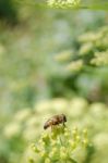 Bee Stock Photo