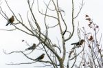 American Robins (turdus Migratorius) Stock Photo