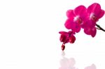 Orchid Isolated On White Background Stock Photo