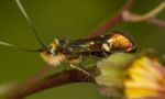 Adela Collicolella Nocturnal Moth Stock Photo