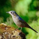 Female Chestnut-bellied Rock-thrush Stock Photo