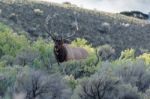 Elk Or Wapiti (cervus Canadensis) Stock Photo