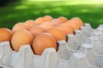 Organic Eggs In Carton Stock Photo