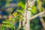 Monarch Butterfly Stock Photo