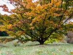 Prunus Pandora Tree In Autumn Stock Photo