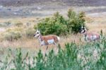 Pronghorn (antilocapra Americana) Stock Photo