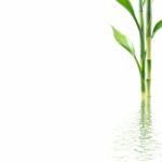 Plant With Water Reflection Stock Photo