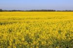 Field Of Colza Stock Photo