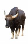 Gaur Isolated Stock Photo