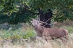 The Deer Of Richmond Park Stock Photo