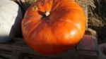 Pumpkin  Stock Photo