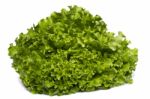 Green Lettuce Stock Photo