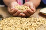 Farmer With Paddy In Hands Stock Photo