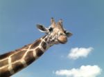 Giraffe Animal Stock Photo