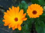 Orange Mesembryanthemums Flowering Near The Beach In Southwold Stock Photo