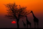 Silhouettes Of Giraffes And Dead Tree Against Sunset Background Stock Photo