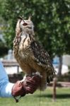 Rock Eagle-owl Stock Photo