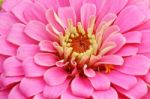 Pink Zinnia Close Up Stock Photo