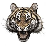 Head Of Angry Tiger Hand Drawn Stock Photo