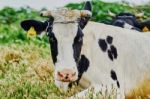 Cow Stock Photo