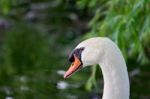 Thoughtful Mute Swans Close-up Stock Photo