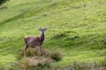 Red Deer (cervus Elaphus) Stock Photo